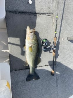 largemouth-bass-fishing-lake-charter